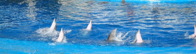 delfines 1